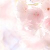 八重桜