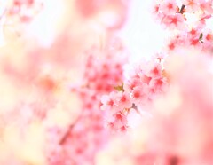 白子桜まつり