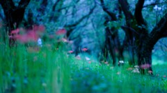 早咲き彼岸花～さくら堤公園5