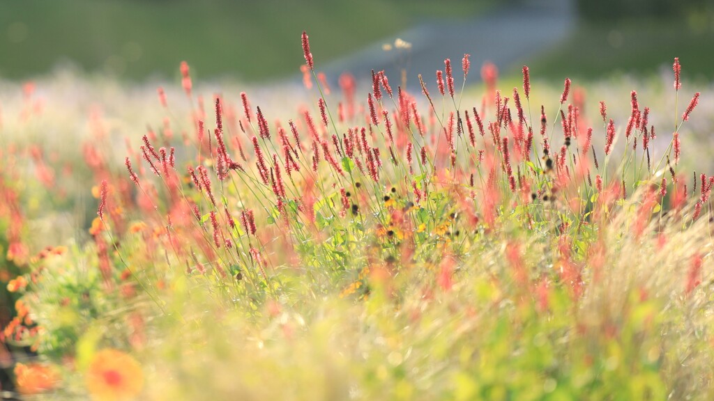 秋の庭～中之条ガーデンズ