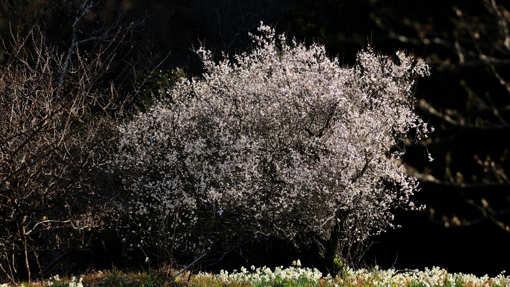 水仙～をくずれ水仙郷1