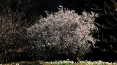 水仙～をくずれ水仙郷1