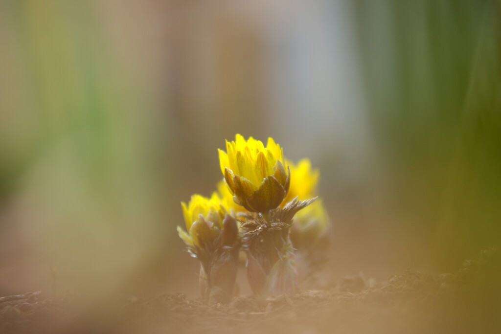 福寿草～みずほエコパーク1