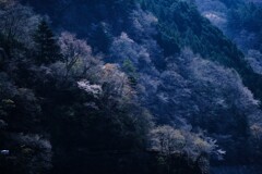 奥多摩湖～山の桜2