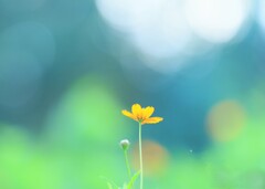 キバナコスモス～昭和記念公園4