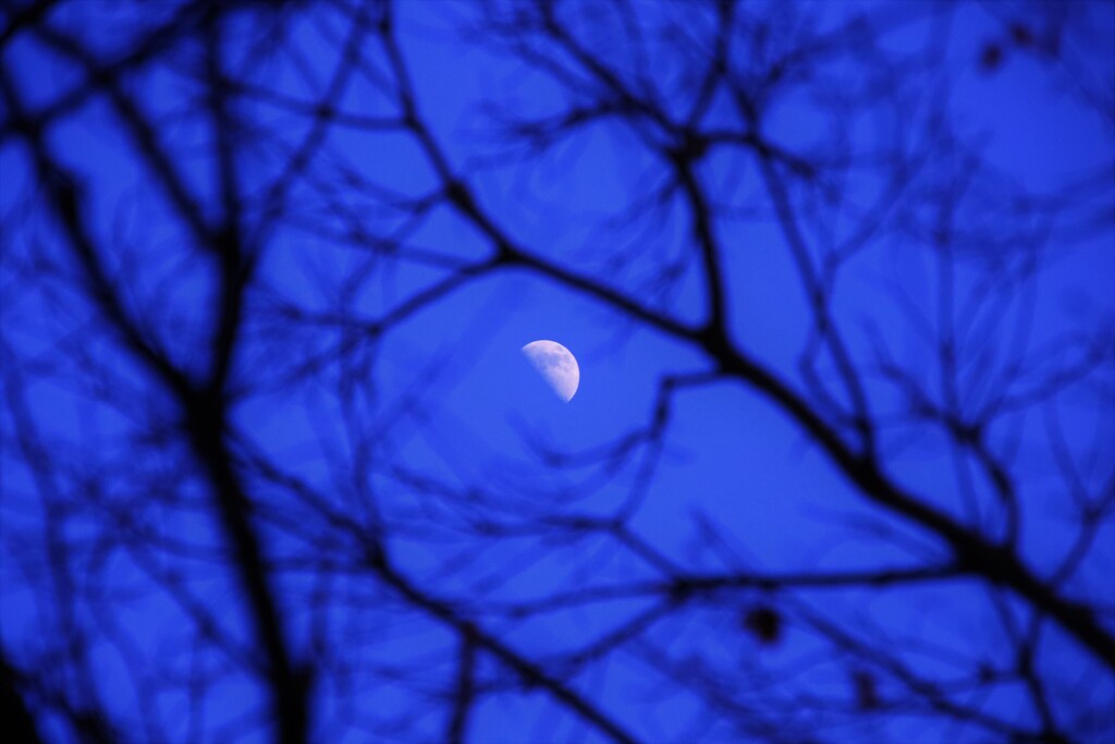 halfmoon tree