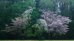 三色桜～森林公園