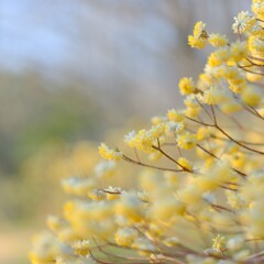 ミツマタ～森林公園