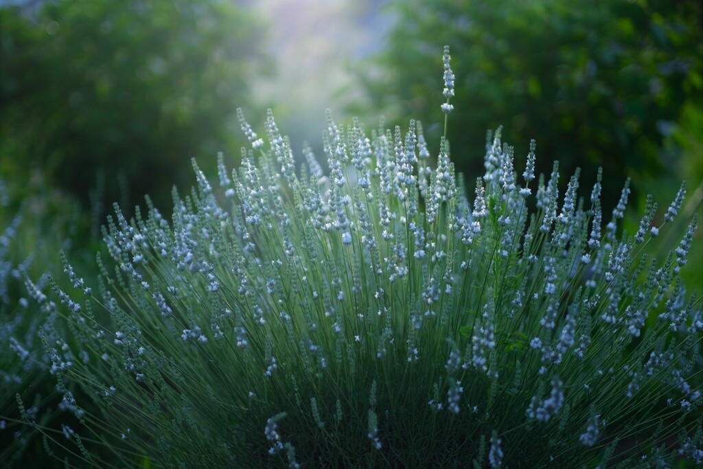 white lavender