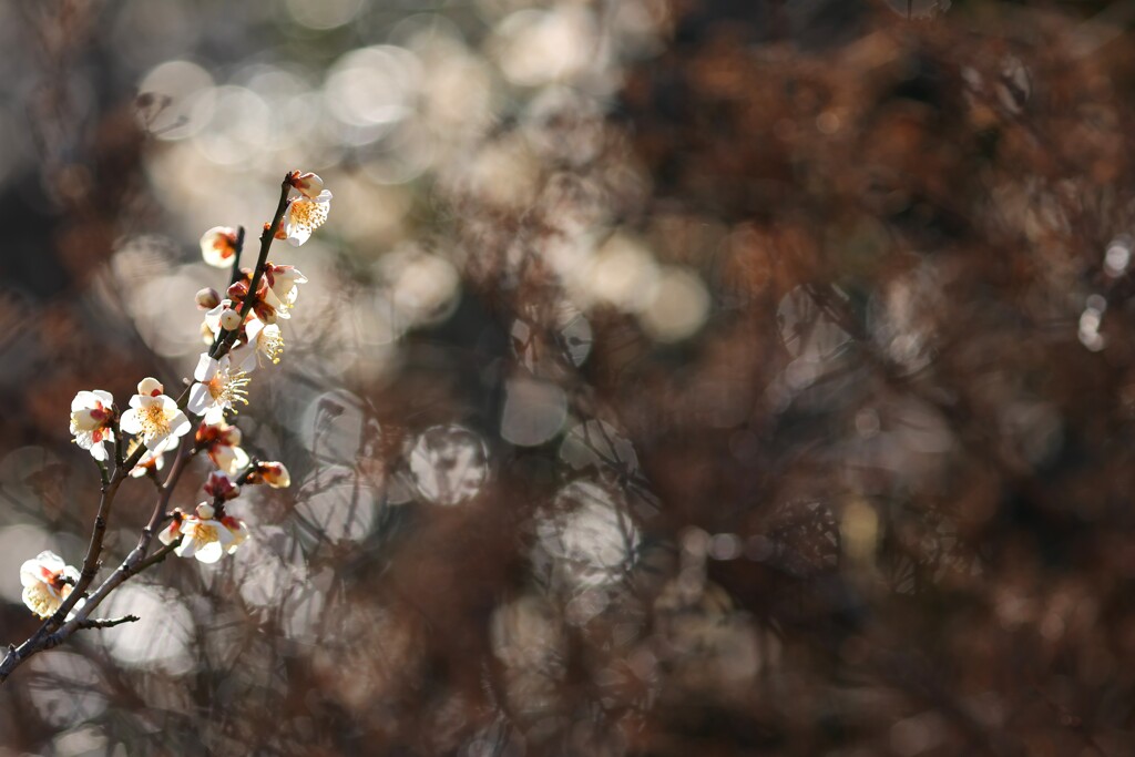 梅～昭和記念公園