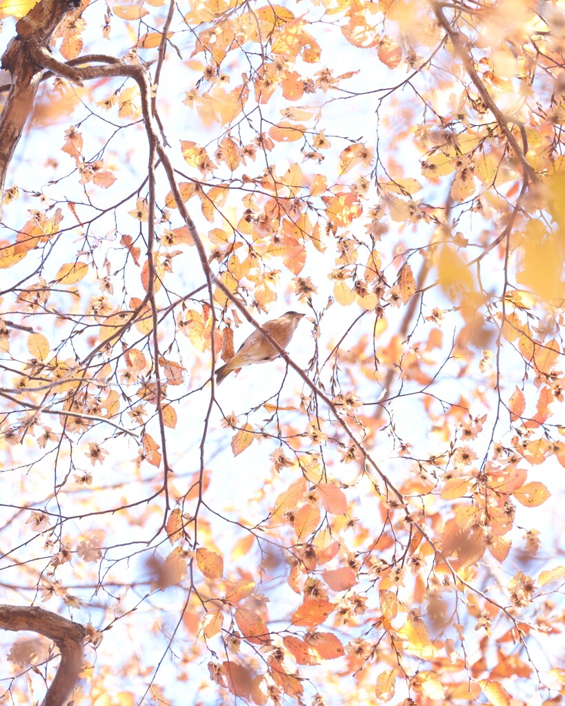 狭山公園～紅葉３