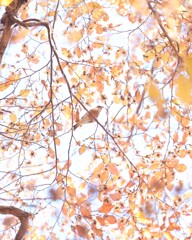 狭山公園～紅葉３