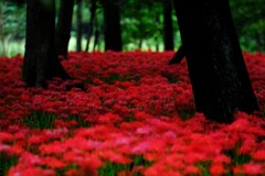 彼岸花見頃始まり~巾着田 彼岸花見頃始まり~巾着田