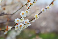 ume