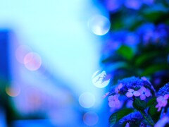 小平あじさい公園