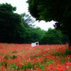 poppy door