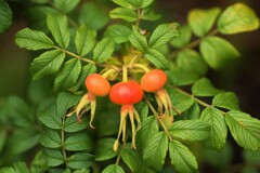 rose hips
