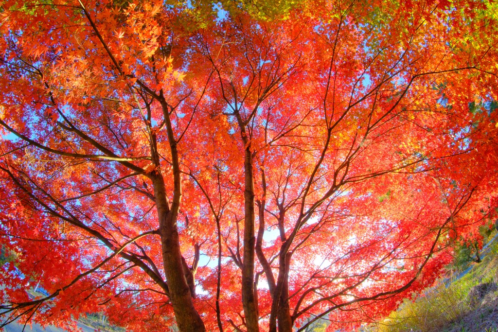 妙義山～紅葉５