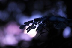夜紫陽花～小平紫陽花公園