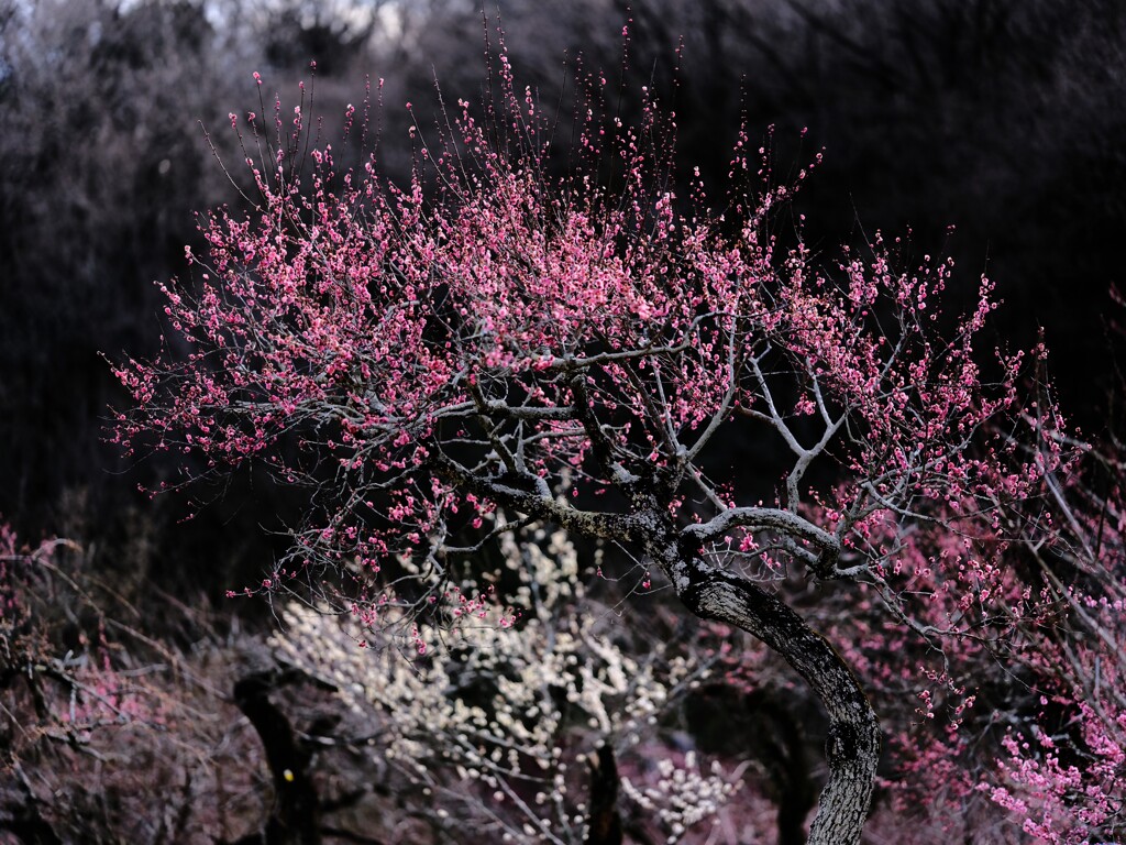 梅～森林公園3