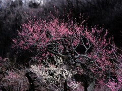 梅～森林公園3