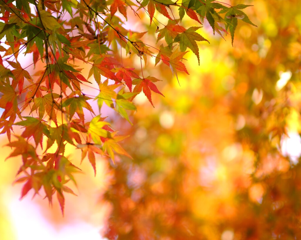 小金井公園の秋2～紅葉