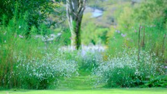 秋の花庭入口～ガウラの小道～中之条ガーデンズ