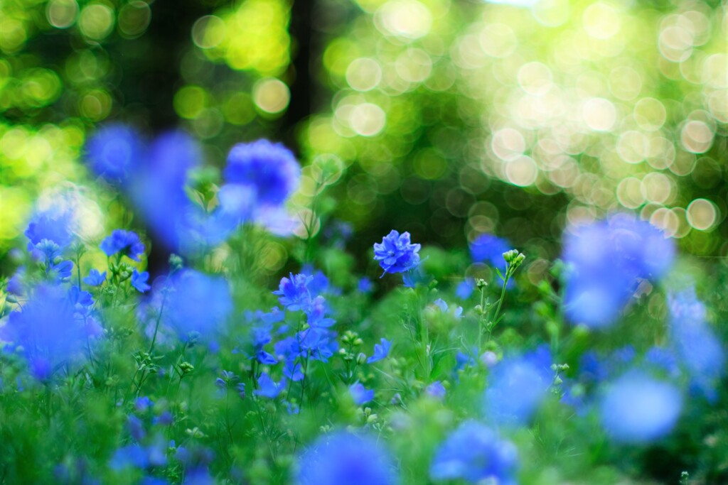 デルフィニウム～森林公園