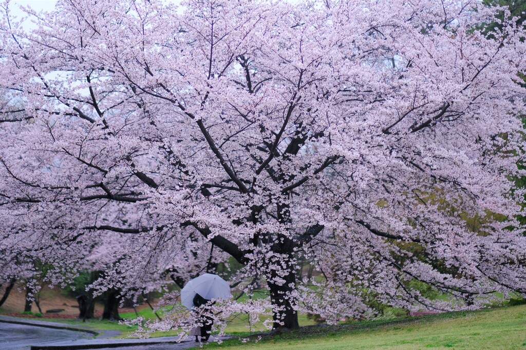 桜～稲荷山公園