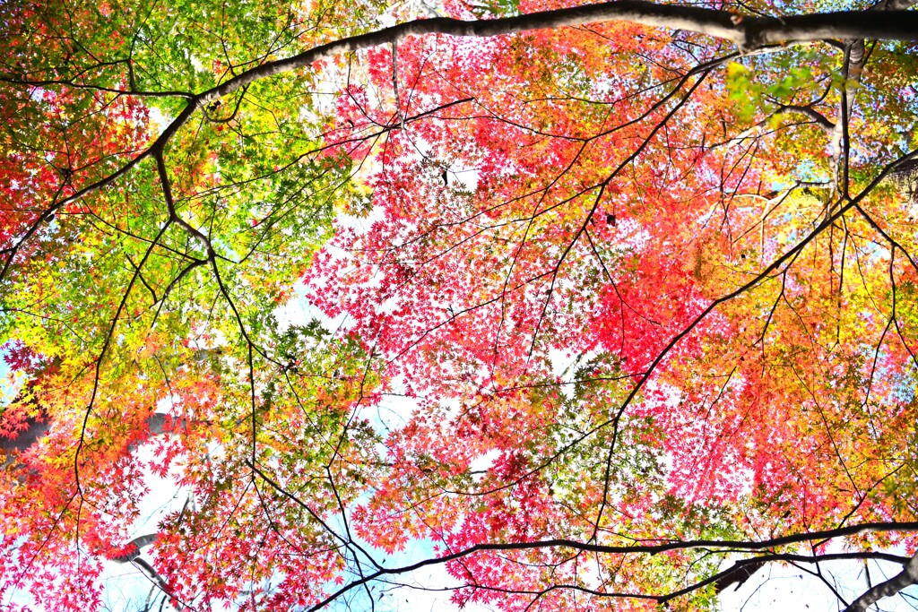 森の紅葉～赤城自然園2-3