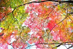 森の紅葉～赤城自然園2-3