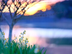 夕焼けの水仙～佐久間ダム1