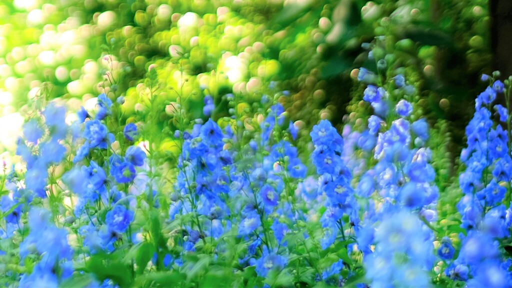 blue Delphinium