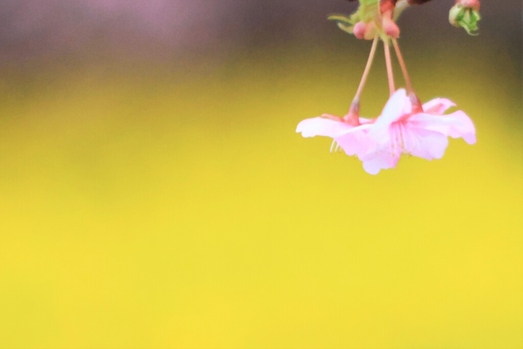 桜～松田山