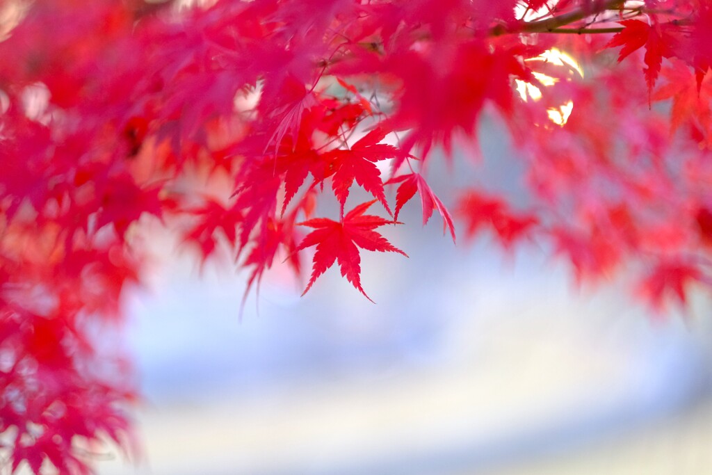 koyo ～紅葉モミジ