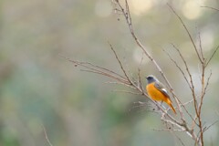 北本自然公園～オレンジ色１