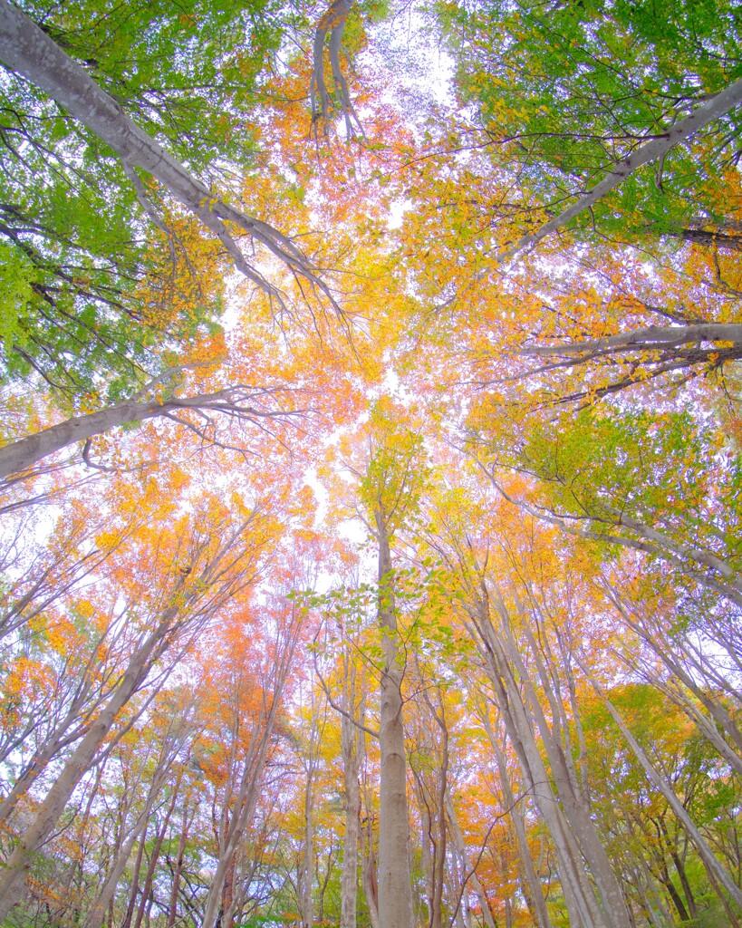 赤城自然園～紅葉５