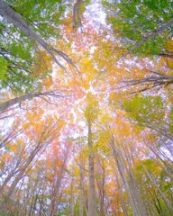 赤城自然園～紅葉５