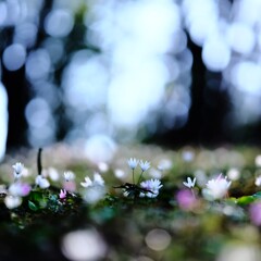 イチゲ～森林公園2
