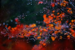 雨紅葉～雲場池2
