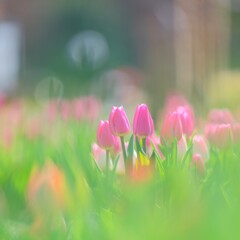 花菜ガーデン～アイスチューリップ２