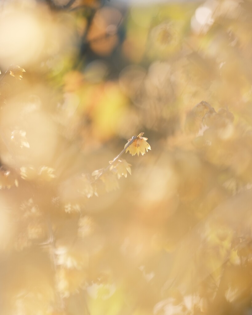 素心蝋梅～昭和記念公園２