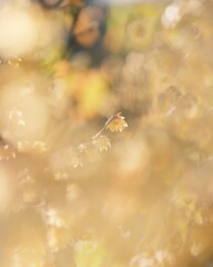 素心蝋梅～昭和記念公園２