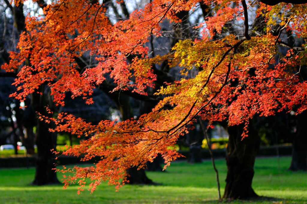 小金井公園の秋3～紅葉