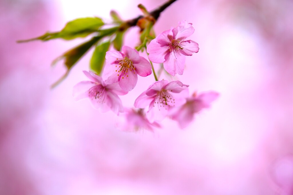 河津桜4～見頃でした♪