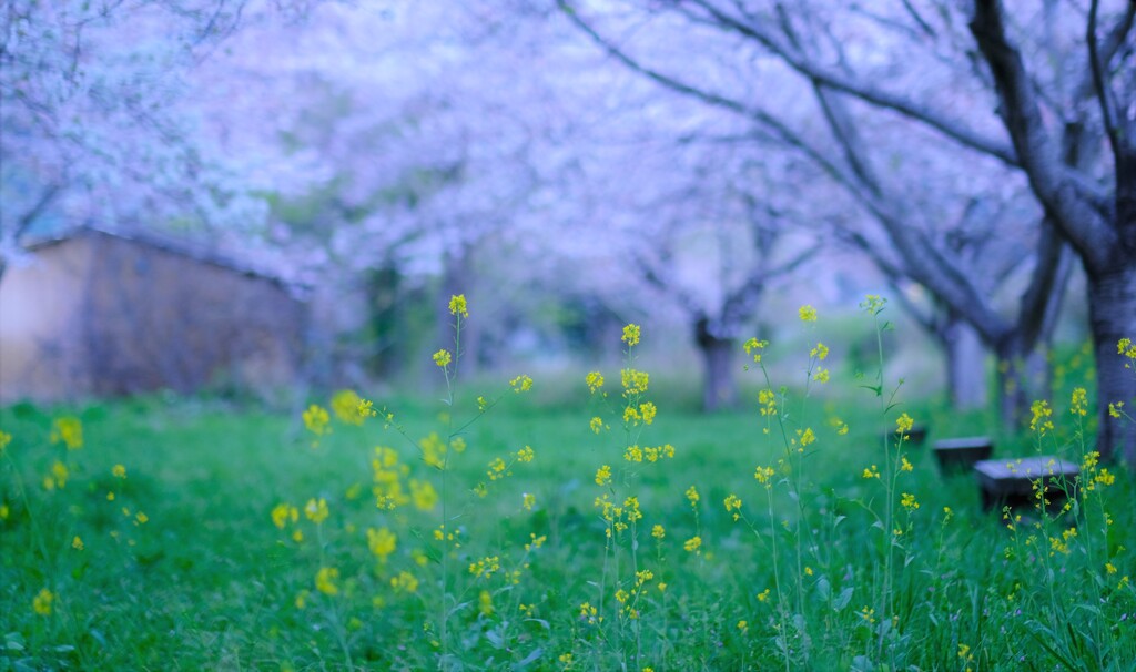 菜花桜