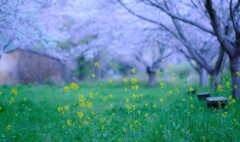 菜花桜