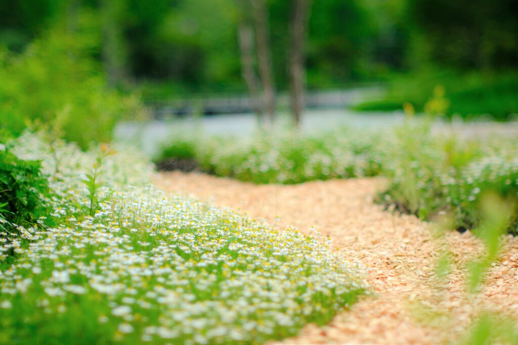 カモミール～軽井沢レイクガーデン