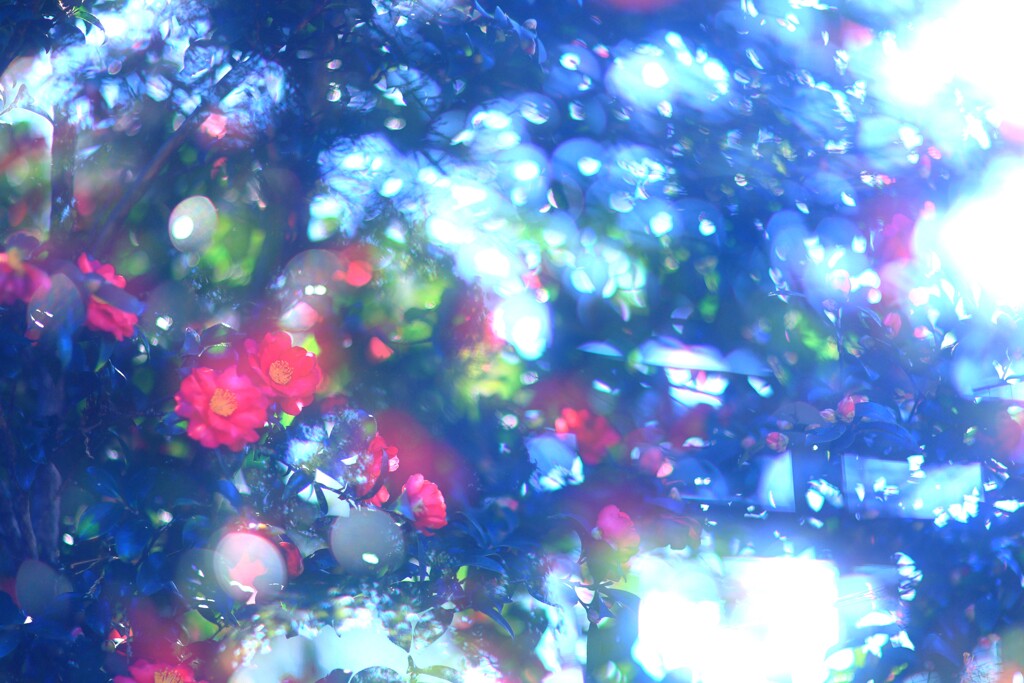 山茶花～多重露光