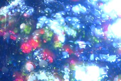 山茶花～多重露光